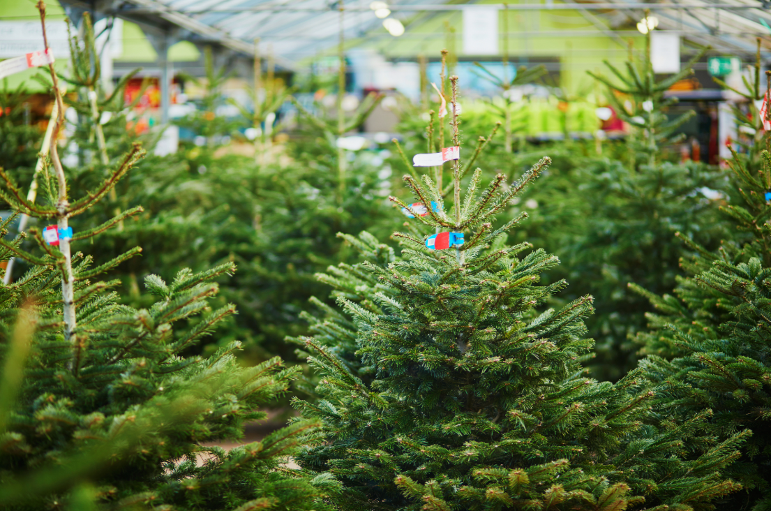 Wilsonville Barn Christmas tree shopping in North Grosvenordale CT